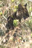 Serval (Leptailurus serval) - Kenya