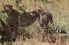 Cheetah (Acinonyx jubatus) - Kenya