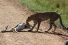 Cheetah (Acinonyx jubatus) - Kenya