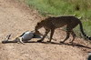 Gupard (Acinonyx jubatus) - Kenya