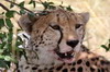 Cheetah (Acinonyx jubatus) - Kenya