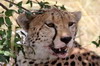 Gupard (Acinonyx jubatus) - Kenya