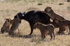 Lion (Panthera leo) - Kenya