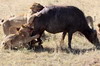 Lion (Panthera leo) - Kenya