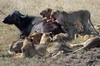 Lion (Panthera leo) - Kenya