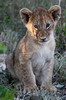 Lion (Panthera leo) - Kenya
