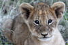 Lion (Panthera leo) - Kenya