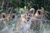 Lion (Panthera leo) - Kenya