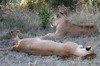 Lion (Panthera leo) - Kenya