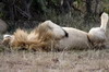 Lion (Panthera leo) - Kenya