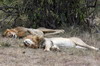 Lion (Panthera leo) - Kenya