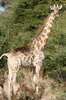 Giraffe (Giraffa camelopardalis) - Namibia