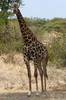 Girafe (Giraffa camelopardalis) - Botswana