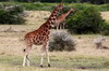 Giraffe (Giraffa camelopardalis) - Kenya