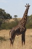 Giraffe (Giraffa camelopardalis) - Kenya