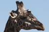 Giraffe (Giraffa camelopardalis) - Kenya