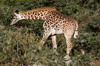 Giraffe (Giraffa camelopardalis) - Kenya