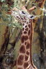 Giraffe (Giraffa camelopardalis) - Kenya