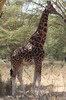 Giraffe (Giraffa camelopardalis) - Kenya