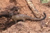 Slender Mongoose (Galerella sanguinea) - Kenya