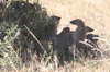 Banded Mongoose (Mungos mungo) - Kenya