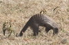 Banded Mongoose (Mungos mungo) - Kenya