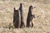 Banded Mongoose (Mungos mungo) - Kenya