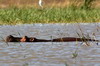 Common Hippopotamus (Hippopotamus amphibius) - Kenya