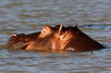 Common Hippopotamus (Hippopotamus amphibius) - Kenya