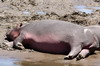 Common Hippopotamus (Hippopotamus amphibius) - Kenya