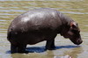 Common Hippopotamus (Hippopotamus amphibius) - Kenya