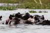 Common Hippopotamus (Hippopotamus amphibius) - Kenya