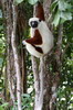Sifaka de Coquerel (Propithecus coquereli) - Madagascar