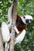 Sifaka de Coquerel (Propithecus coquereli) - Madagascar