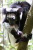 Indri (Indri indri) - Madagascar