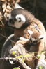 Lmur catta (Lemur catta) - Madagascar