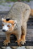 Crowned Lemur (Eulemur coronatus) - Madagascar
