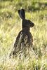 Livre d'Europe (Lepus europaeus) - Royaume Uni