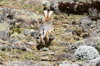 Ethiopian Highland Hare (Lepus starcki) - Ethiopia