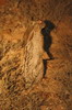 Cape Hare (Lepus capensis) - South Africa