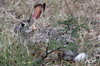 Livre des buissons (Lepus saxatilis) - Kenya