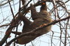 Hoffmann's Two-toed Sloth (Choloepus hoffmanni) - Panama