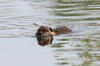 Coypu (Myocastor coypus) - France