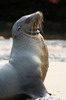 Lion de mer des Galapagos (Zalophus wollebaeki) - Iles Galapagos