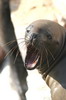 South American Sea Lion (Otaria flavescens) - Peru