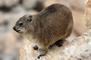 Rock Hyrax (Procavia capensis) - South Africa