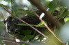 Daman des arbres (Dendrohyrax arboreus) - Kenya