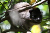 Southern Tree Hyrax (Dendrohyrax arboreus) - Kenya