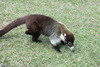 White-nosed Coati (Nasua narica) - Costa-Rica