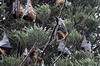 Indian Flying Fox (Pteropus giganteus) - Sri Lanka